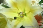 Wedding Bouquet Close-Up (Rings not included in packages.) Bouquet Close-Up